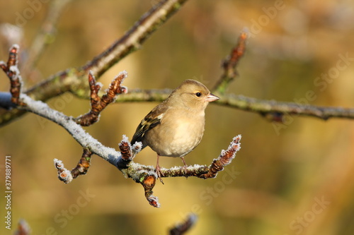 Female finch perching on a frosted branch photo