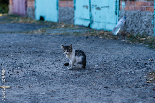 Lonely white and grey stray kitten, sitting in a street