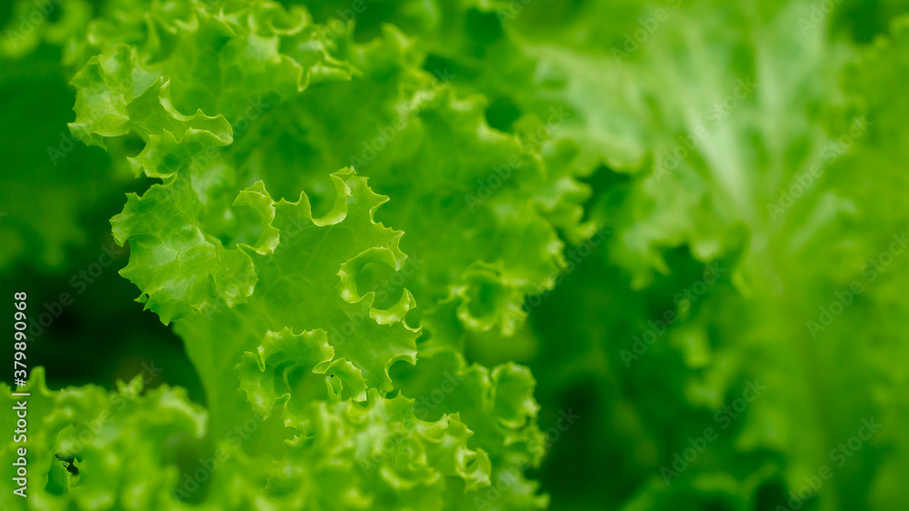 close up of lettuce leaves in the greenhouse grown with hydroponic system. Agricultural and grocery background close up of lettuce leaves in the greenhouse grown with hydroponic system. Agricultural and grocery background