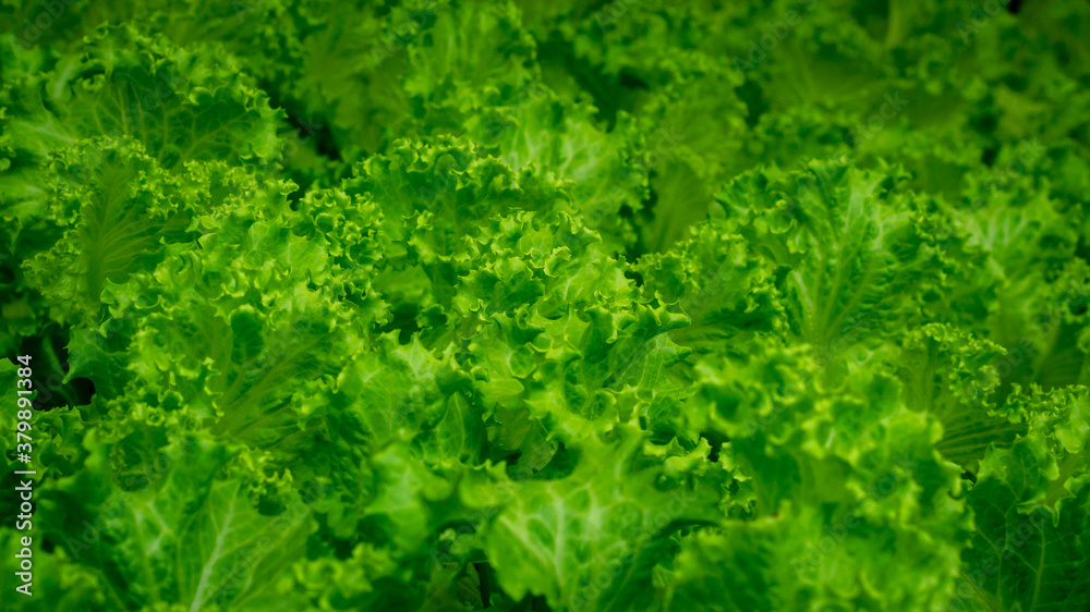 close up of lettuce leaves in the greenhouse grown with hydroponic system. Agricultural and grocery background