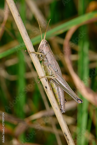 Tableau sur toile Large Gold Grasshopper, female / Große Goldschrecke (Chrysochraon dispar) - Weib