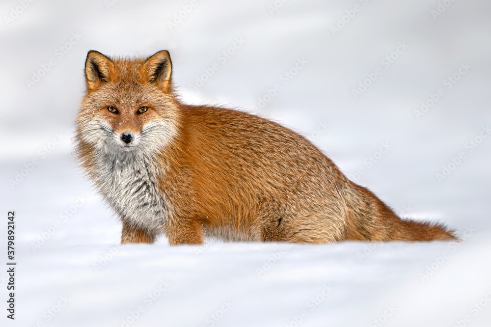 Obraz premium キタキツネ 冬 雪の中 北海道