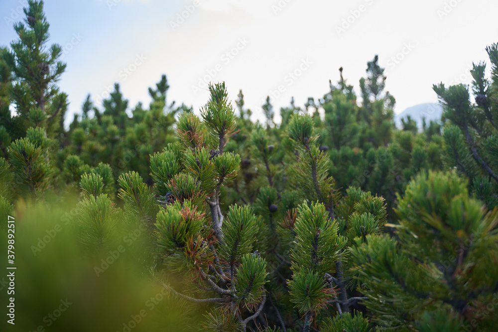 Scrub mountain pines forest Scrub mountain pines forest
