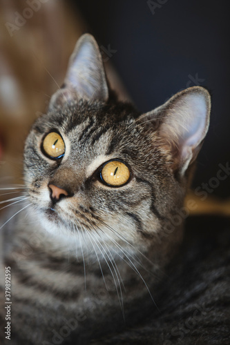Domestic cat with yellow eyes