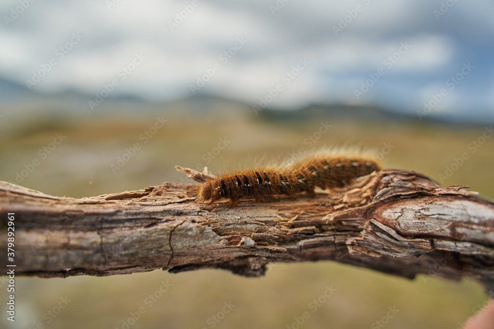 Fox moth caterpillar