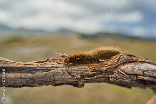 Fox moth caterpillar © Xalanx