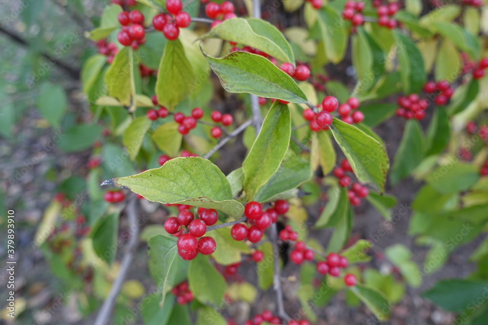 Numerous red berries in the leafage of Lonicera maackii in October