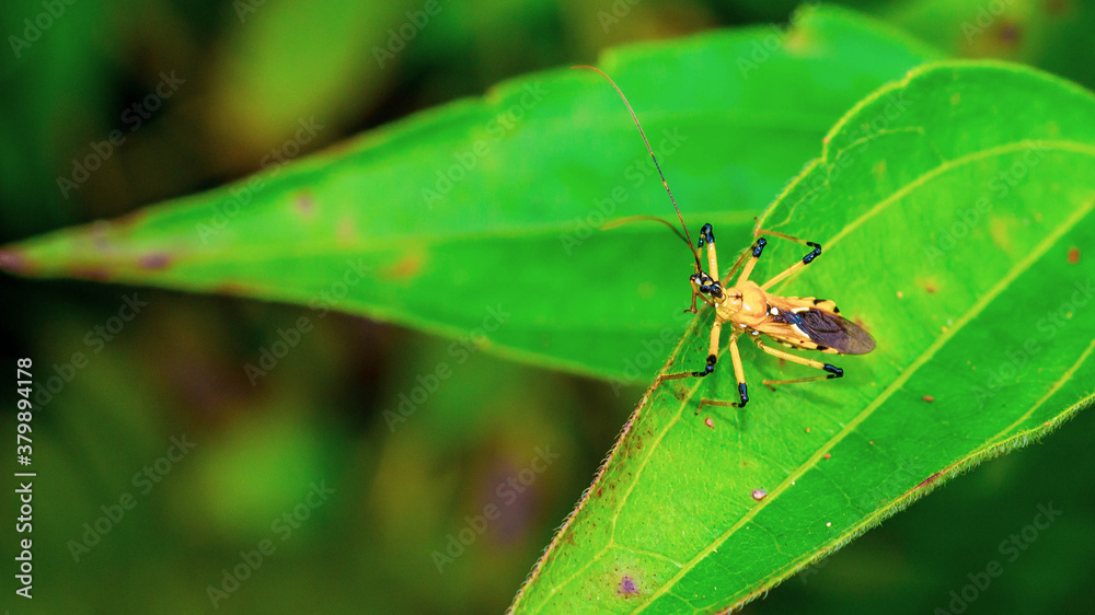 Closeup of beautiful insect on the tip of green leaf. This bug can be found in Borneo jungle Closeup of beautiful insect on the tip of green leaf. This bug can be found in Borneo jungle