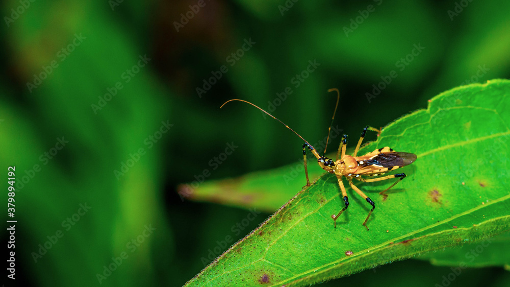 Closeup of beautiful insect on the tip of green leaf. This bug can be found in Borneo jungle Closeup of beautiful insect on the tip of green leaf. This bug can be found in Borneo jungle