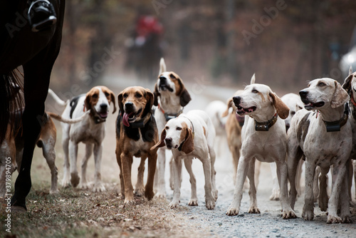 Fox Hunting Hounds