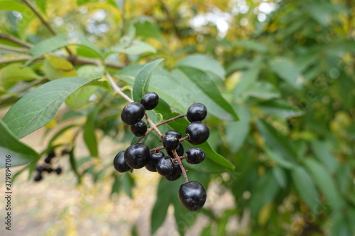 Dark berries of common privet in October