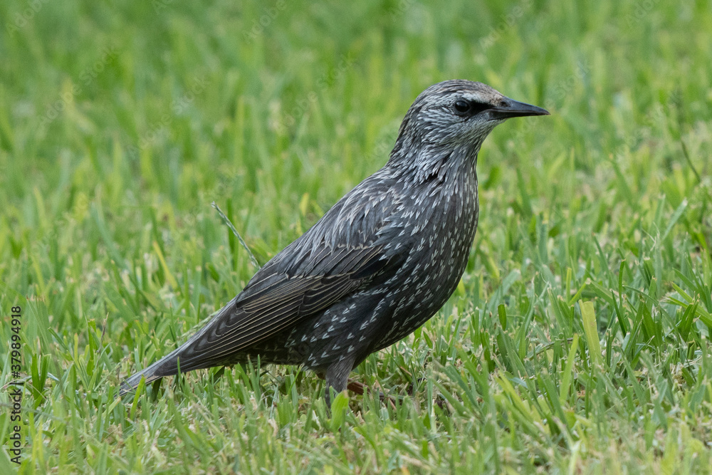 Obraz premium Spotless Starling Sturnus unicolor Costa BAllena Cadiz