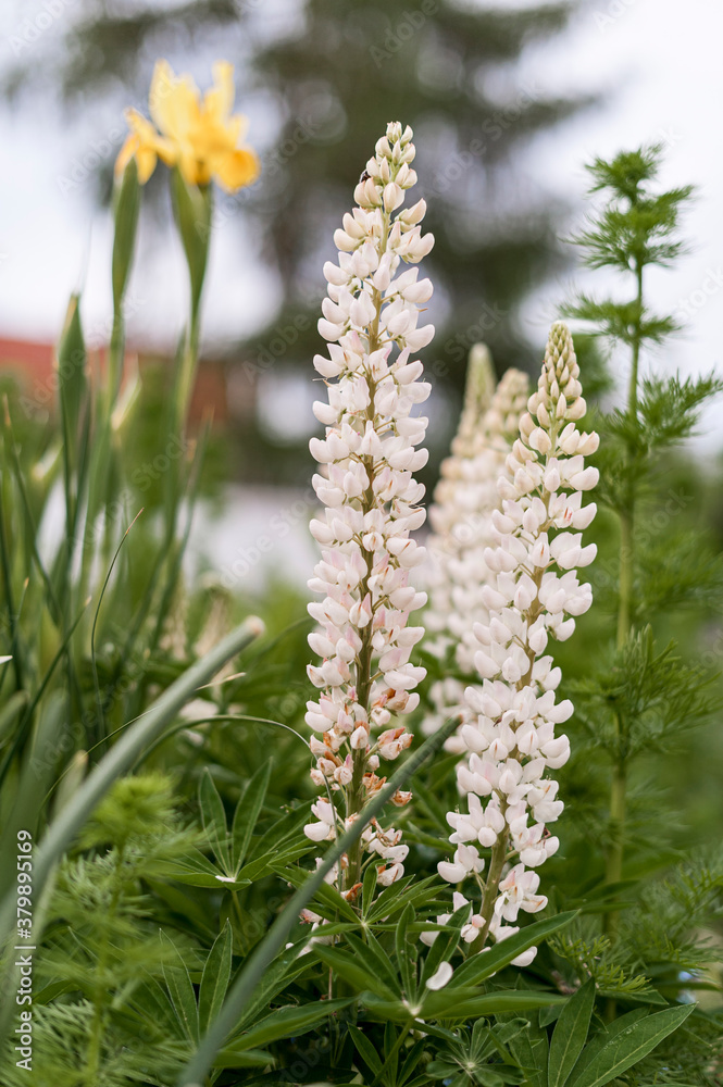 Lupin flowers photographed in close-up in a garden. Set of small white flowers surrounding the stem.