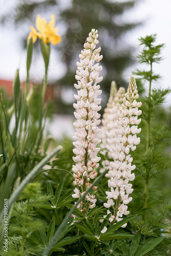 Lupin flowers photographed in close-up in a garden. Set of small white flowers surrounding the stem.