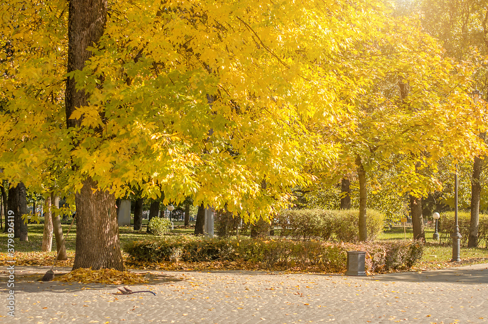 Naklejka premium Autumn park in Krasnodar, Russia with beautiful golden trees.