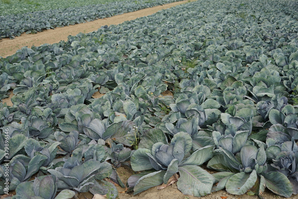 Fototapeta premium Blaukraut Rotkohl Feld erntebereit