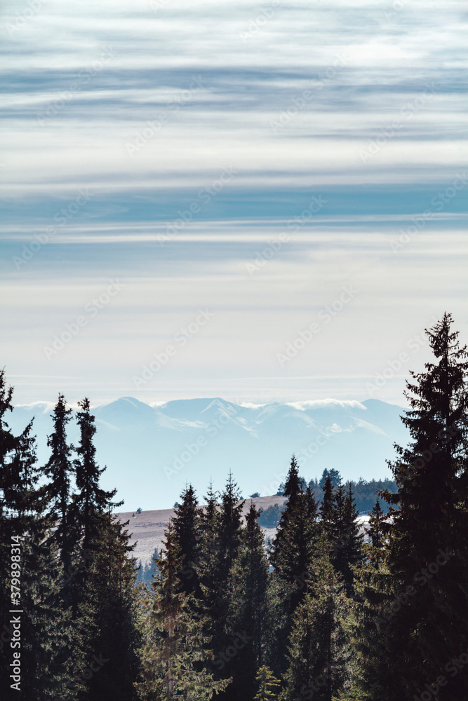 Snowy hill and pine trees Snowy hill and pine trees