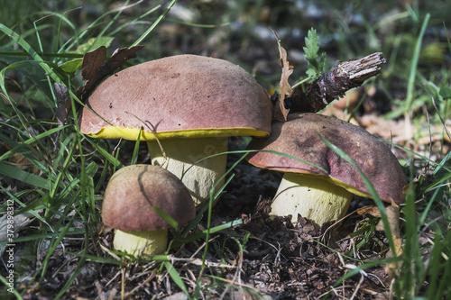 Closeup shot of Butyriboletus regius mushrooms in the forest photo