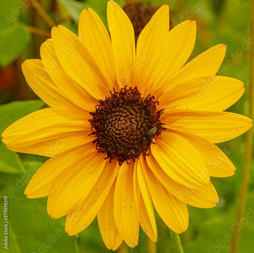 sunflower close up