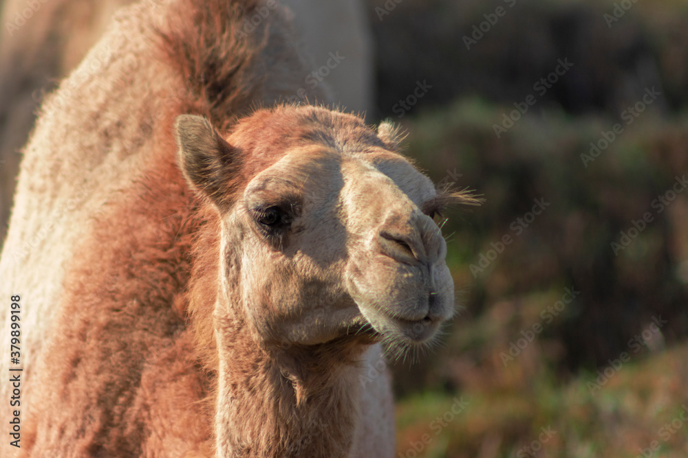 African Camel in the Namib desert.  Funny close up. Namibia, Africa