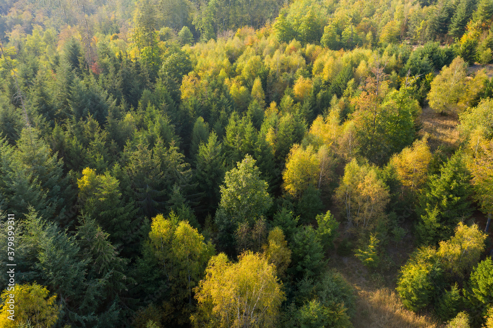 View of the treetops of conifers in the Taunus / Germany in the autumn against the light