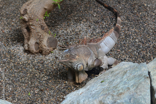 Iguana en zoológico 