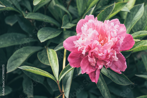Fototapeta Naklejka Na Ścianę i Meble -  Delicate spring pink peony