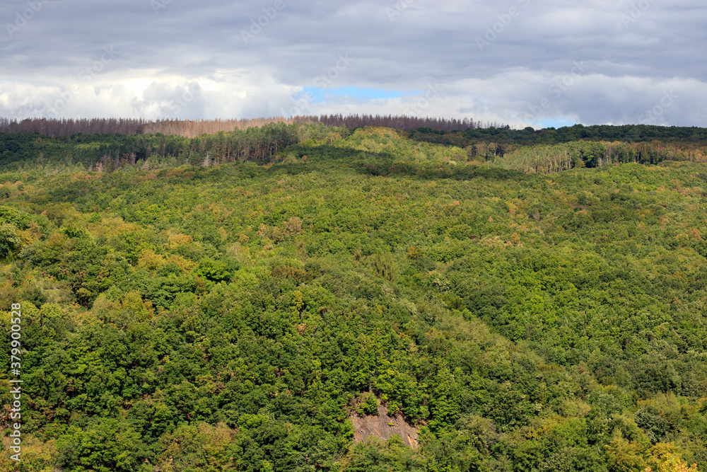 Des arbres à perte de vue dans la Eifel en Allemagne Des arbres à perte de vue dans la Eifel en Allemagne