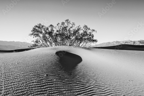 Dunes in the Evening Light - Monochrome