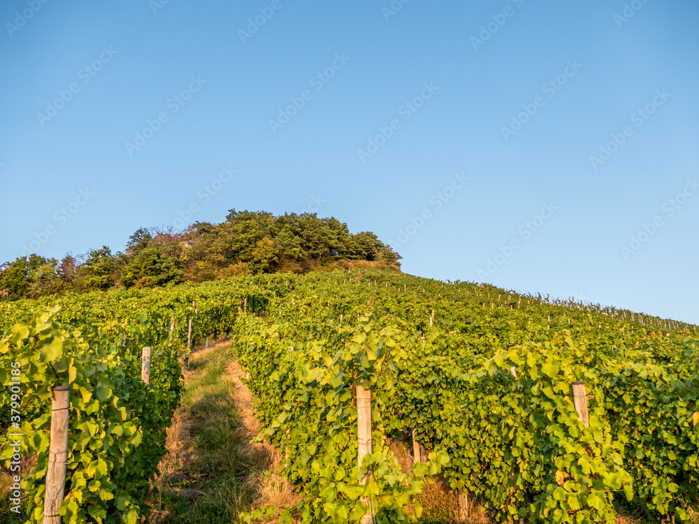 Naklejka premium Weinberge im Spätsommer