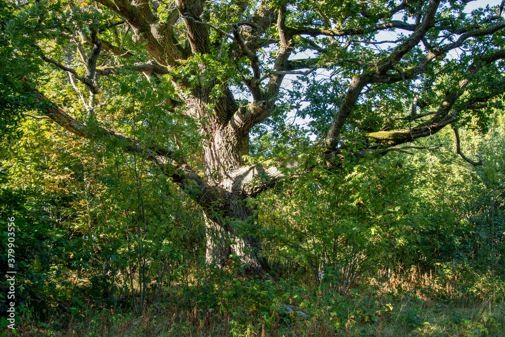Fototapeta premium tree in the park