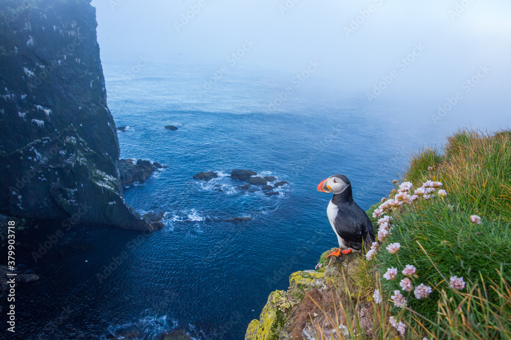 Atlantic puffin, fratercula arctica, standing on cliff in summertime. Colorful seabird observing on mountainside near to sea. Wild aquatic animal looking to the blue ocean.
