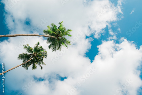 A pair of palm trees from below photo