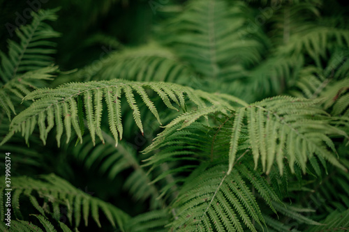 Fern leaves background in forest