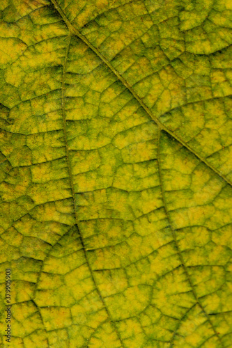 Blurry image of autumn leaf texture background. Cropped shot of green leaf. Fall, nature concept.