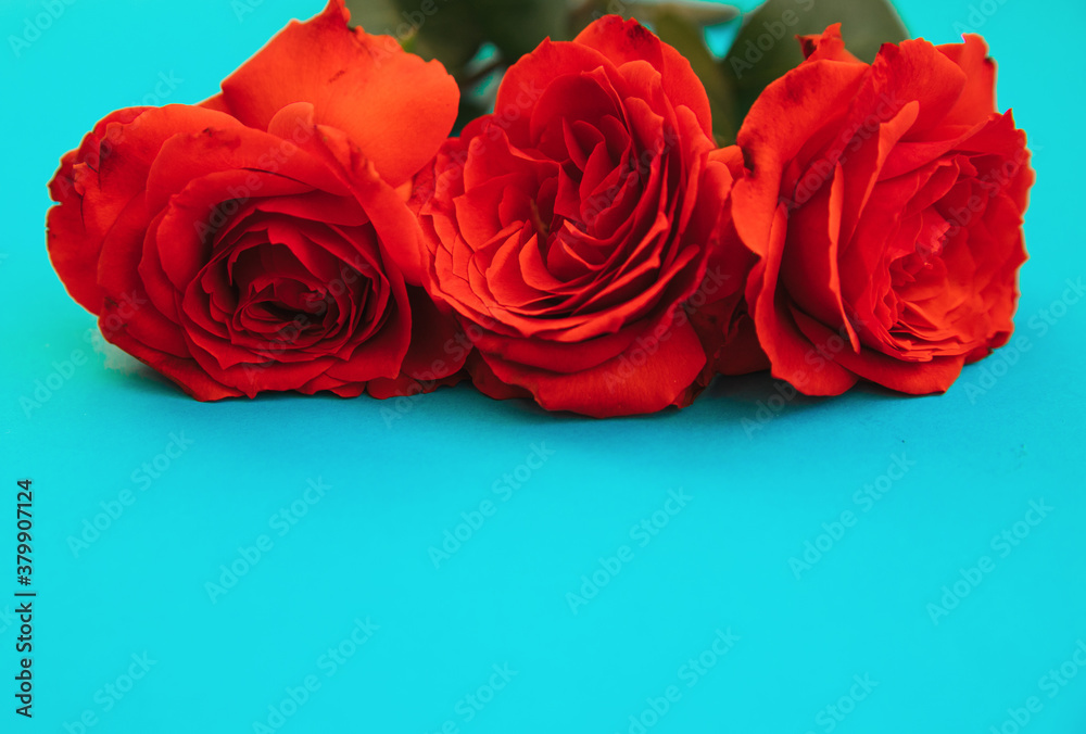 Three red roses on a blue background.Holiday gift.A gift for March 8 and Mother's day. Three red roses on a blue background.Holiday gift.A gift for March 8 and Mother's day.