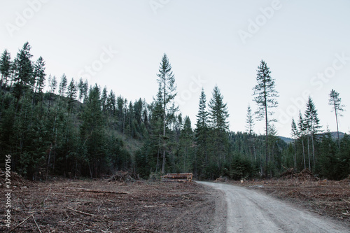 Logged wilderness area in Idaho photo