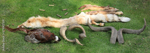poaching prey,killing animals,hunting trophies