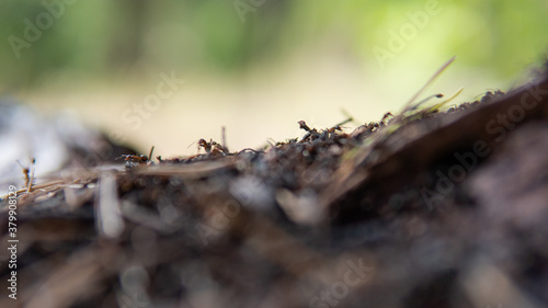 forest anthill in close-up pine forest © contentdealer