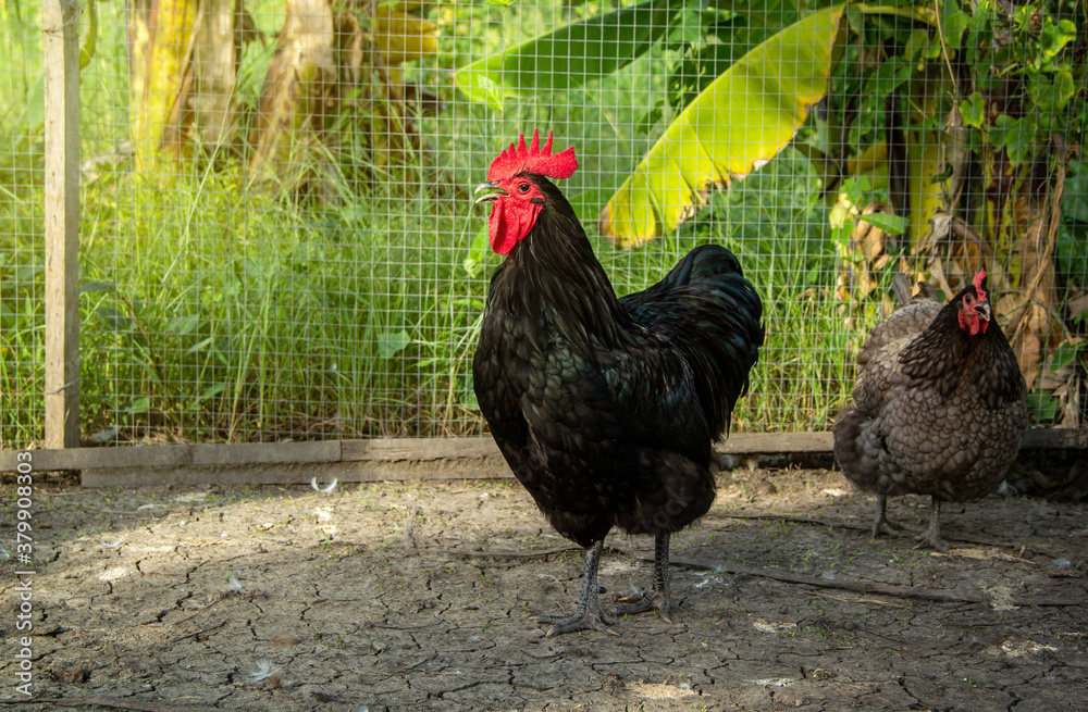 Chicken have red comb. Black australorp rooster on background of husbandry natural animal lifestyle farming garden organic in the backyard.