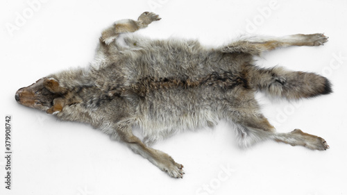 wolf skin isolated on white background