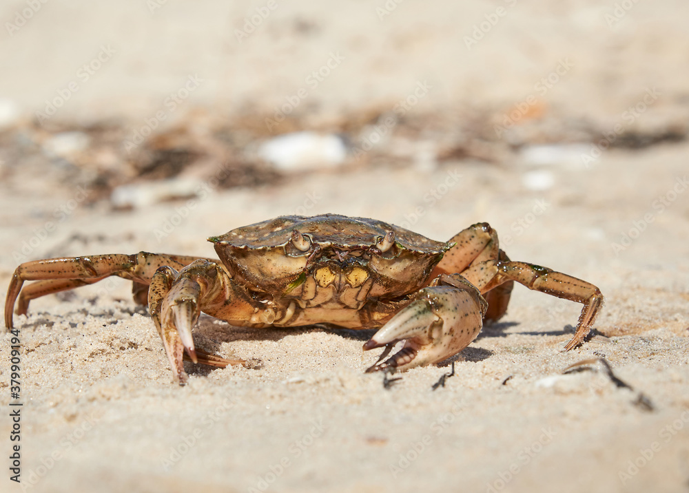 live crab on the sandy shore of the Black Sea,  Ukraine, Kherson region