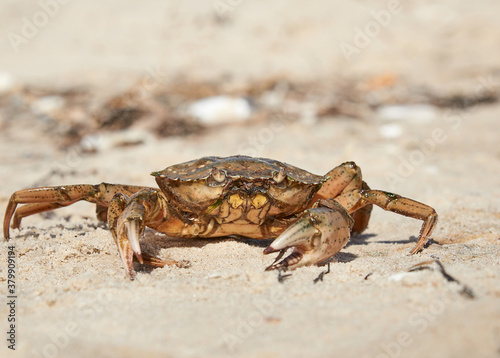 live crab on the sandy shore of the Black Sea   Ukraine  Kherson region