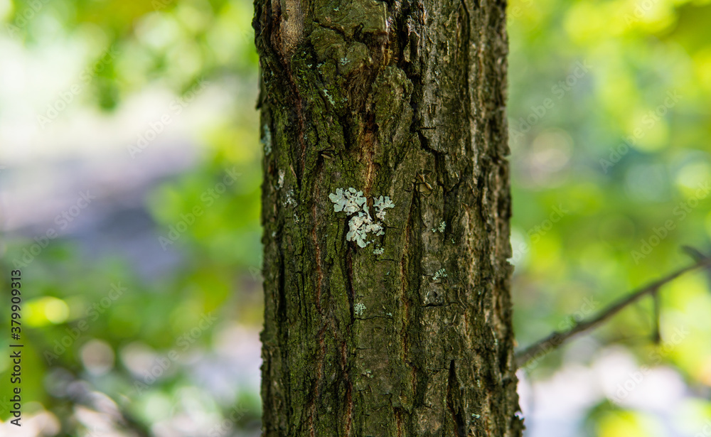 culture of studying and collecting fungi culture of studying and collecting fungi
