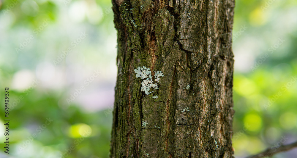 .forest substrates for mushroom germination. Fungi and their habitat and development .forest substrates for mushroom germination. Fungi and their habitat and development