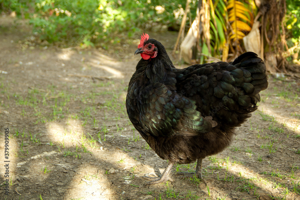 Hen black australorp. chicken on background of husbandry natural animal lifestyle farming garden organic in the backyard.