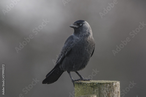 Jackdaw on post in early misty morning 
