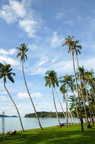 Tropical coconut tree against blue sky and calm sea, summer vacation Phuket island concept