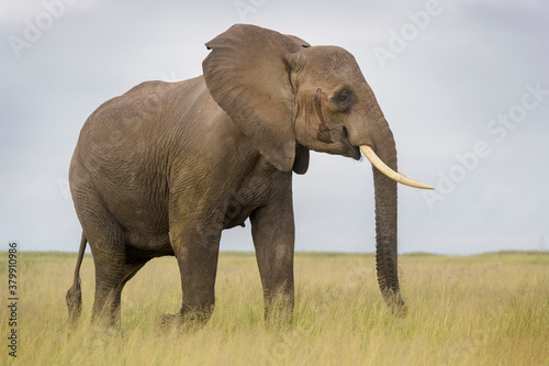African elephant  Loxodonta africana  walking on savanna  Amboseli national park  Kenya.