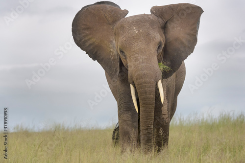 African elephant  Loxodonta africana  standing on savanna  close  looking at camera  Amboseli national park  Kenya.